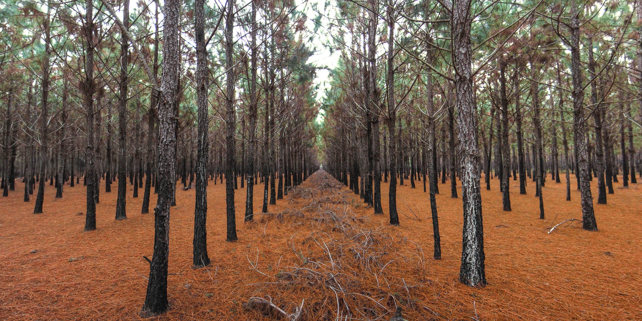 Parallel Pines