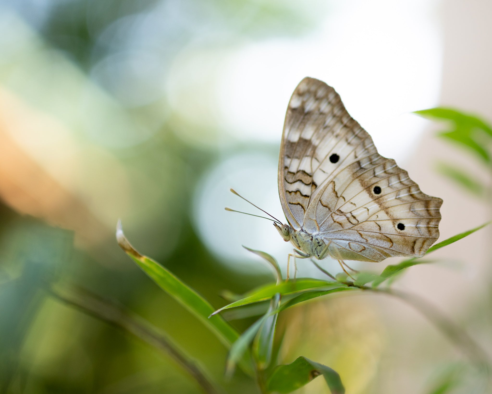 White Peacock butterfly